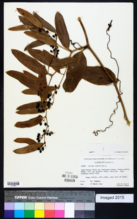 Smilax laurifolia image