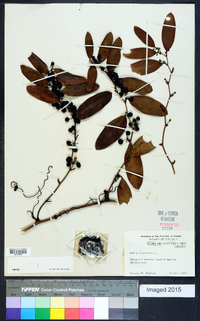 Smilax laurifolia image