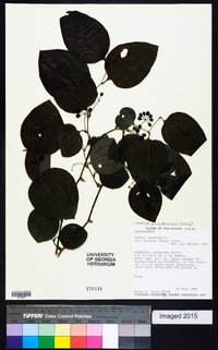 Smilax pseudochina image