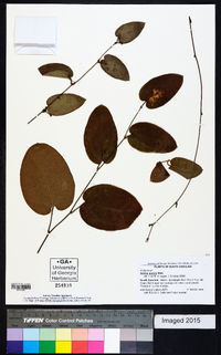 Smilax pumila image