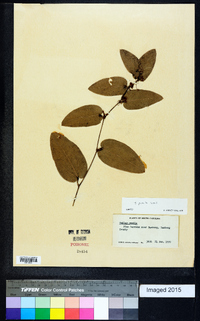 Smilax pumila image