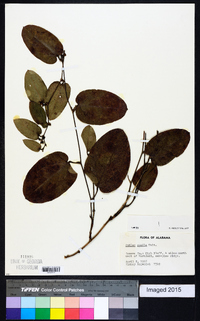 Smilax pumila image