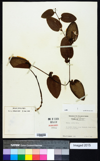 Smilax pumila image