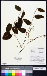 Smilax pumila image