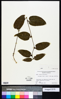 Smilax pumila image