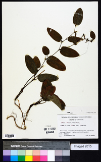 Smilax pumila image