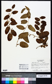 Smilax pumila image