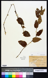 Smilax pumila image