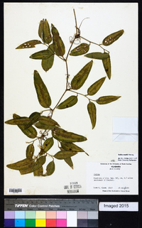 Smilax smallii image