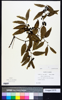 Smilax smallii image