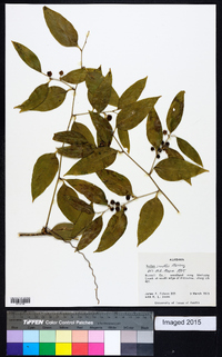 Smilax smallii image