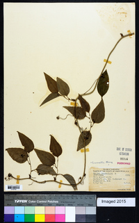 Smilax smallii image