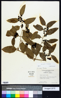 Smilax smallii image