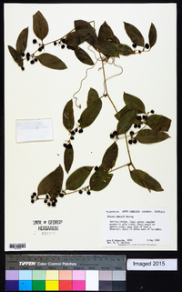 Smilax smallii image