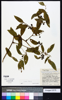 Smilax smallii image