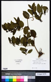 Smilax smallii image