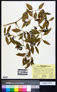 Smilax smallii image