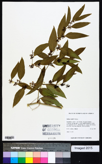 Smilax smallii image