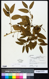 Smilax smallii image