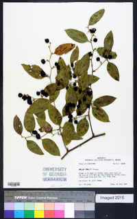 Smilax smallii image