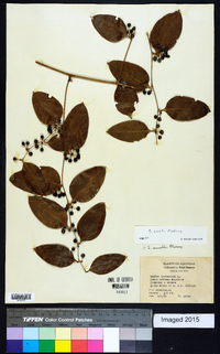 Smilax smallii image