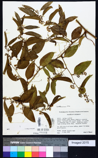 Smilax smallii image