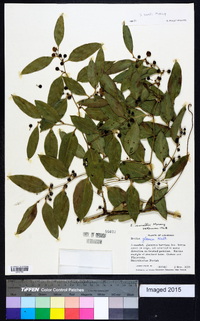 Smilax smallii image