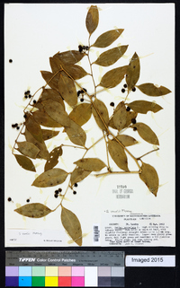 Smilax smallii image