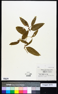 Smilax smallii image