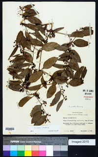 Smilax smallii image