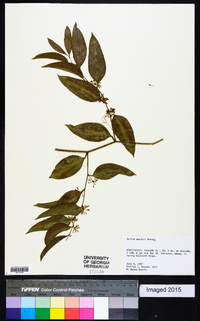 Smilax smallii image