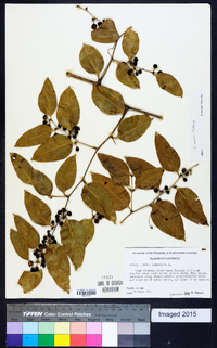 Smilax smallii image