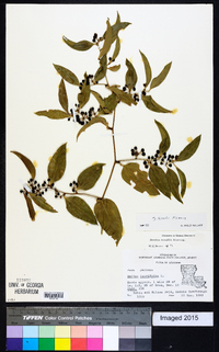 Smilax smallii image