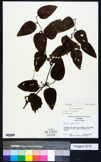 Smilax walteri image