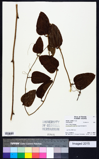 Smilax walteri image