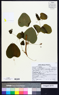 Smilax walteri image