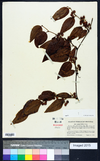 Smilax walteri image