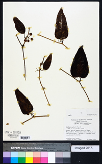 Smilax walteri image