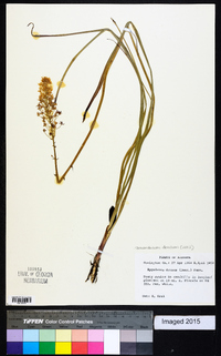 Stenanthium densum image