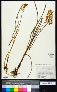 Stenanthium densum image