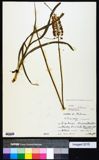 Stenanthium densum image