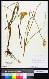 Stenanthium densum image