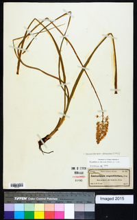 Stenanthium densum image