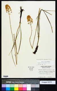 Stenanthium densum image