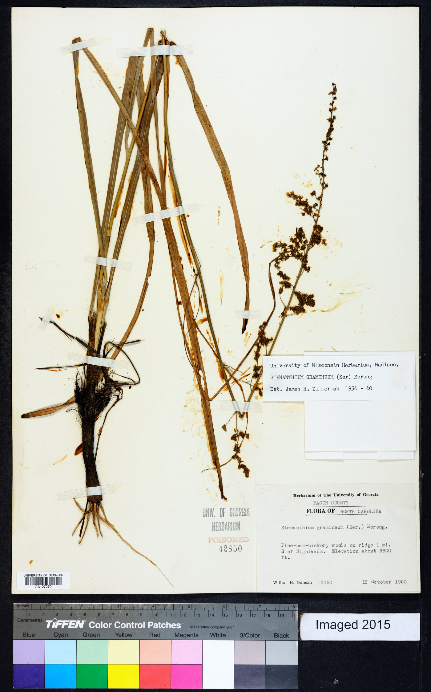 Stenanthium gramineum image