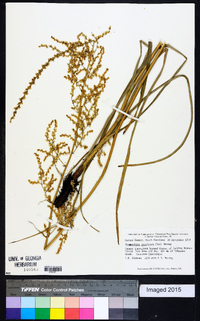 Stenanthium gramineum image