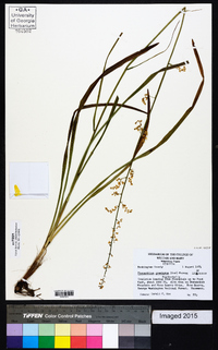 Stenanthium gramineum image