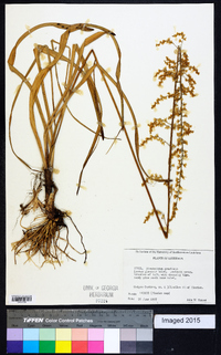 Stenanthium gramineum image