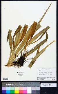 Stenanthium gramineum image