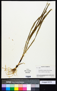 Stenanthium gramineum image